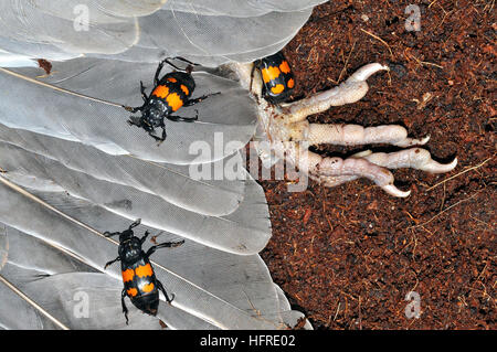 Sexton beetle (Nicrophorus vespilloides) Foto Stock