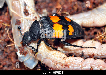 Sexton beetle (Nicrophorus vespilloides) Foto Stock