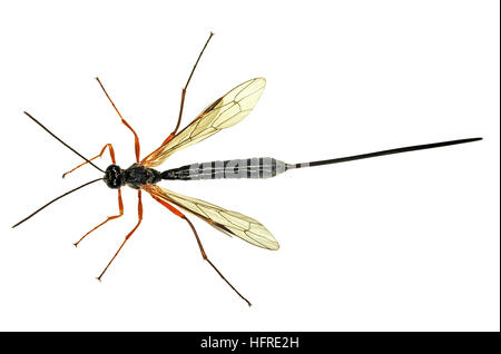 Ichneumon wasp Foto Stock