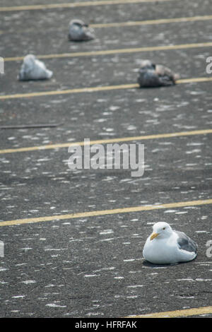 Gabbiani in un parcheggio pockmarked con il loro guano (escrementi di volatili). Foto Stock