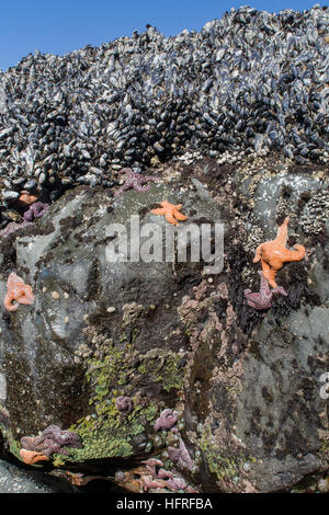 Molto bassa marea in zona intercotidale. Oregon Coast, Stati Uniti d'America. Foto Stock