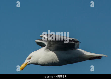 Seagull in volo in una giornata di sole. Foto Stock