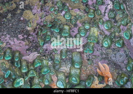 Grande aggregazione di verde anemoni di mare con la bassa marea. Foto Stock