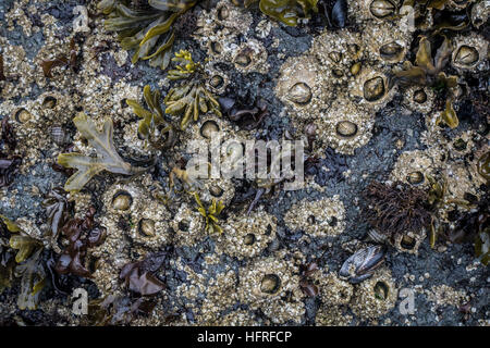 Acorn barnacles esposta con la bassa marea. Oregon Coast. Foto Stock