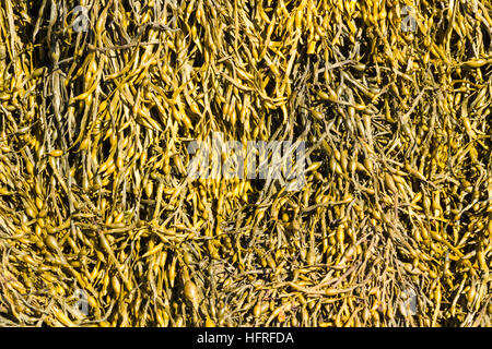 Uovo Wrack (alga marina Ascophyllum nodosum) è un'alga trovata sul centro del litorale del Regno Unito. Foto Stock