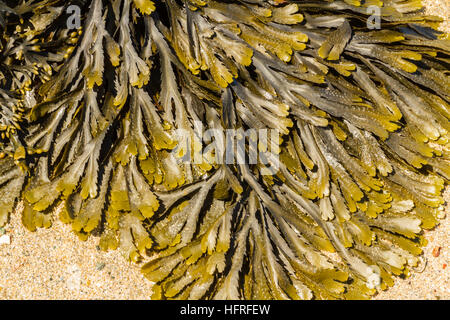Wrack dentato o seghettata wrack (Fucus serratus) è un'alga trovata sul centro del litorale del Regno Unito. Foto Stock