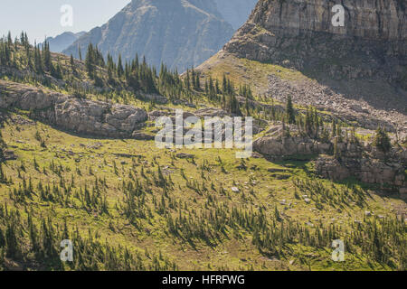 Alta elevazione della foresta nel parco nazionale di Glacier, Montana, USA. Foto Stock