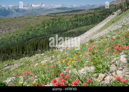 Alta Foresta di elevazione e prato nel Parco Nazionale di Glacier, Montana, USA. Foto Stock