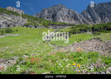 Alta quota prato nel Parco Nazionale di Glacier, Montana, USA. Foto Stock