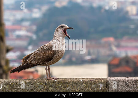 Urlando Seagull seduto su uno sfondo sfocato della città vecchia. Foto Stock