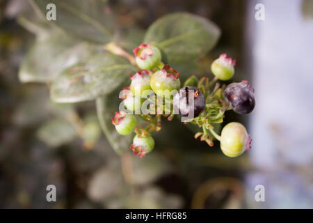 I mirtilli maturazione sulla boccola, stock photo Foto Stock