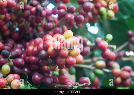 I semi di caffè su un albero di caffè, stock photo Foto Stock