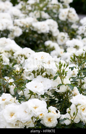 Rosa moquette fiore bianco 'Noaschnee'. Foto Stock