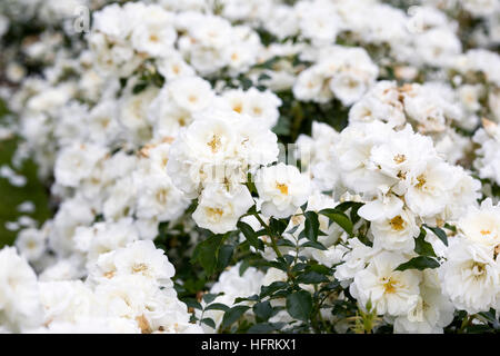 Rosa moquette fiore bianco 'Noaschnee'. Foto Stock