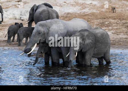 Bush africano Elefante africano (Loxodonta africana), allevamento di bere nel fiume Chobe, Chobe National Park, Botswana Foto Stock
