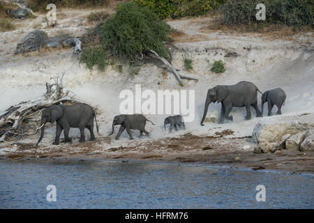Bush africano Elefante africano (Loxodonta africana), allevamento dal fiume Chobe, Chobe National Park, Botswana Foto Stock