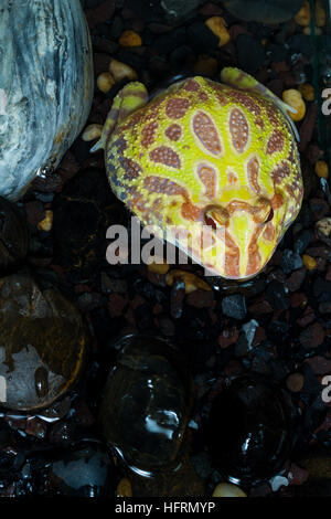 Albino Pac-Man Rana Rana cornuta (Ceratophrys ornata) nel serbatoio Foto Stock