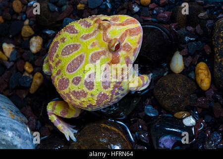 Albino Pac-Man Rana Rana cornuta (Ceratophrys ornata) nel serbatoio Foto Stock