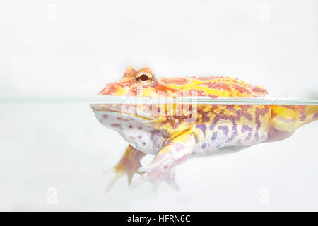 Albino Pac-Man Rana Rana cornuta (Ceratophrys ornata) su sfondo bianco Foto Stock