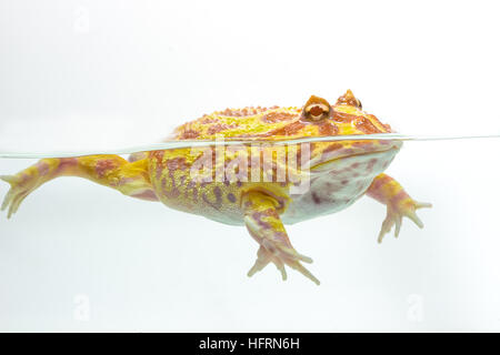 Albino Pac-Man Rana Rana cornuta (Ceratophrys ornata) su sfondo bianco Foto Stock