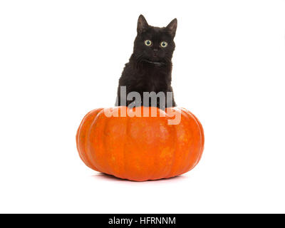 Giovani simpatico gatto nero in un arancione zucca isolato su uno sfondo bianco Foto Stock