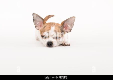 Sleeping chihuahua cane sdraiato sul pavimento in un soft off-bianco circondante Foto Stock