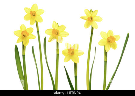 Diversi i narcisi in fiore fiori di narciso in una riga isolata su uno sfondo bianco Foto Stock