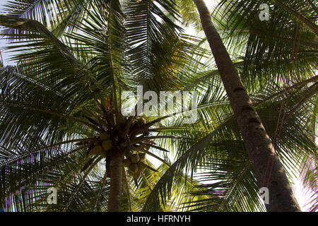 Close up di grandi noci di cocco su un albero di cocco vicino alla spiaggia di Anjuna nel Nord Goa, India Foto Stock