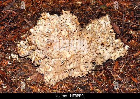 Testa a fungo di cavolfiore (Sparassis crispa) nella nuova foresta Foto Stock