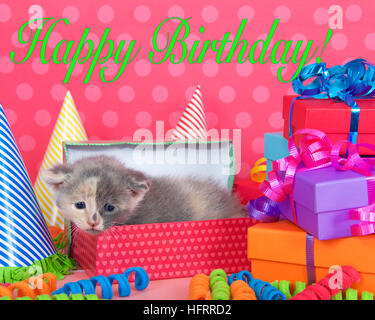 Un mese calico tabby gattino che spuntavano di regalo di compleanno in una pila di vivacemente colorato di scatole con nastri e fiocchi e cappelli di partito, luminoso pin Foto Stock
