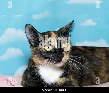 Ritratto di una tortie Calico tartaruga mix gatto sulla coperta rosa con sfondo blu modello di cloud computing Foto Stock