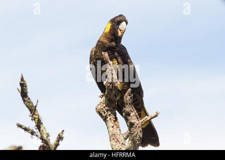 Giallo-tailed black cockatoo (calyptorhynchus funereus) appollaiato su un ramo Foto Stock