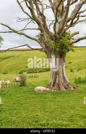 Pecore nei pressi di un grande vecchio albero nella rurale Yorkshire, Inghilterra Foto Stock
