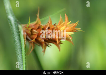 Acanthostachys strobilacea Foto Stock