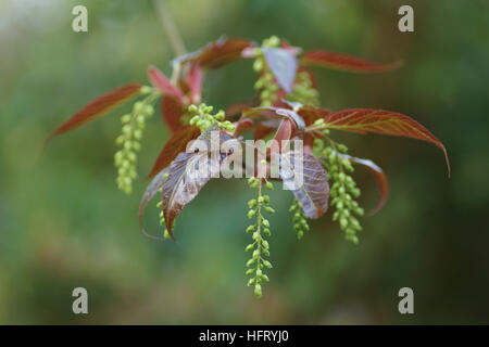 Acer davidii Foto Stock