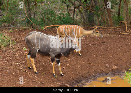 Maschio e femmina di Nyala Tragelaphus angasii Natal Sud Africa Foto Stock