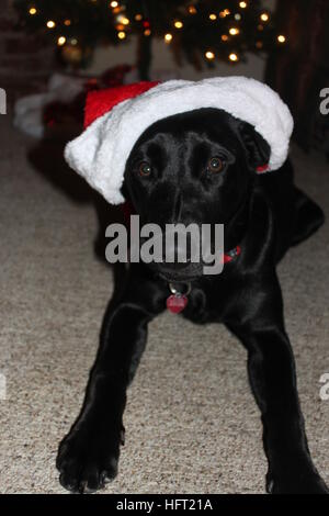 Santa paws è venuta in città // nero labrador retriever godendo il suo primo natale Foto Stock