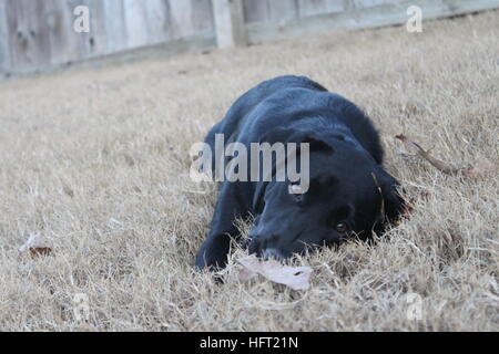 Bella black labrador retriever la modellazione in erba Foto Stock