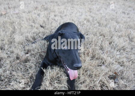 Felice black labrador retriever godendo al di fuori del tempo Foto Stock