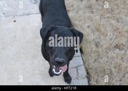 Felice black labrador retriever godendo al di fuori del tempo Foto Stock