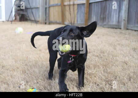 Nero labrador retriever cucciolo di catture la sfera di gioco fetch Foto Stock