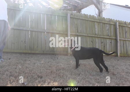 Giocoso il labrador nero godendo il sole invernale Foto Stock