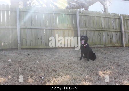 Giocoso il labrador nero godendo il sole invernale Foto Stock