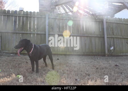 Giocoso il labrador nero godendo il sole invernale Foto Stock