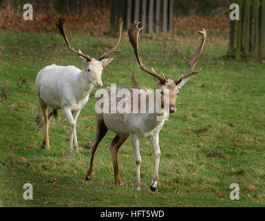 Bianco rari esemplari di daini stag. Il daino è un mammifero ruminante appartenente alla famiglia Cervidae. Foto Stock