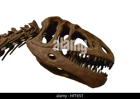 Tyrannosaurus Rex skeleton bianco su sfondo isolato Foto Stock