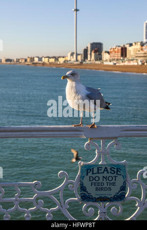 Aringa europea gabbiano (Larus argen) che sta al di sopra di una lettura del segno "Si prega di non alimentare gli uccelli'' sul molo di Brighton, Brighton, Regno Unito Foto Stock