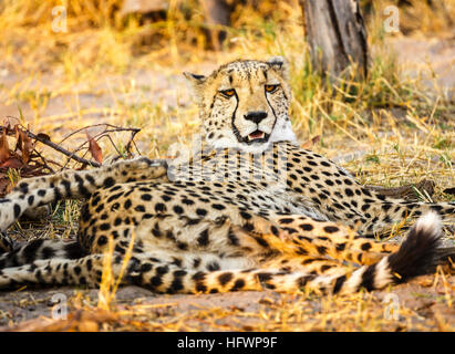 Ghepardo (Acinonyx jubatus) di appoggio, Sandibe Camp, mediante la Moremi Game Reserve, Okavango Delta, Botswana, Sud Africa Foto Stock