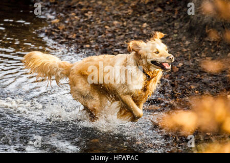 Un entusiasta golden retriever divertendosi, corre e schizzi attraverso acqua a Frensham Laghetto vicino a Farnham, Surrey, Regno Unito Foto Stock