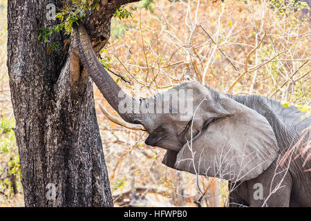 Bush africano Elefante africano (Loxodonta africana) di raggiungere con il suo tronco a mangiare le foglie di un albero, Sandibe Camp, mediante la Moremi Game Reserve Foto Stock